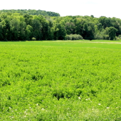 Cropped Hayfield