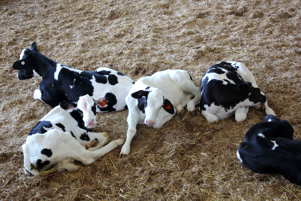 Calves in Pen