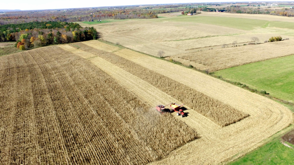 Cropped Corn Harvest