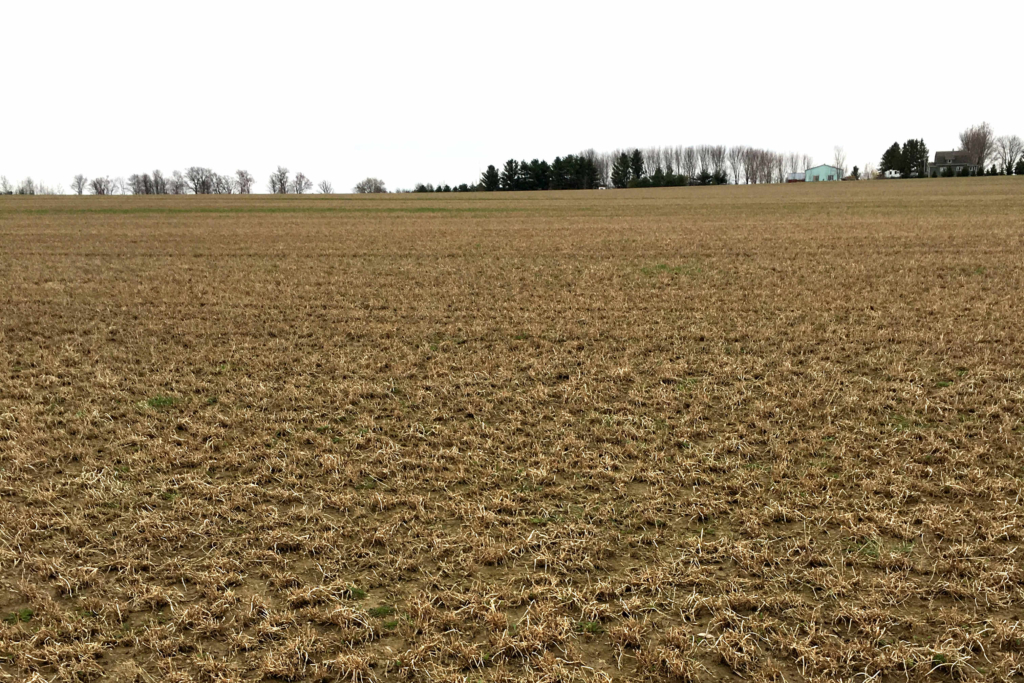 alfalfa winterkill