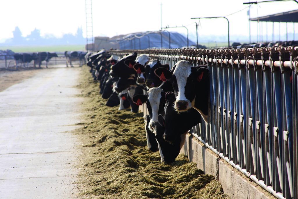 Dairy Cows Feeding