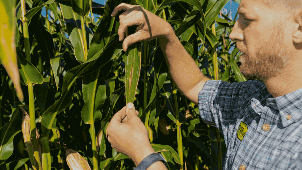 Northside Agronomist inspects corn